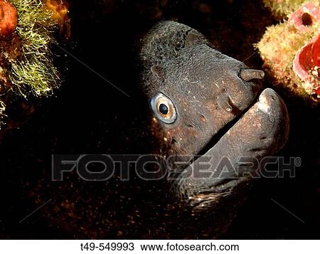 Moray Eel. Benidorm. Alicante province. Spain. View Large Photo Image Stock Image - Moray Eel. Benidorm. Alicante province. Spain.. Fotosearch