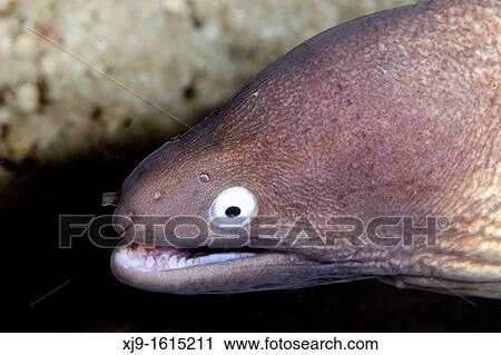 Moray View Large Photo Image Stock Image - Moray. Fotosearch