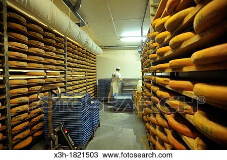 Morbier ripening cellar, cheese factory, Lagrange aux fromages, Fromagerie Sancey Richard of Mont d? or, Metabief, Doubs departement, Franche-Comte region, France Europe View Large Photo Image Stock Image - Morbier ripening cellar, cheese factory, Lagrange aux fromages, Fromagerie Sancey Richard of Mont d? or, Metabief, Doubs departement, Franche-Comte region, France Europe. Fotosearch