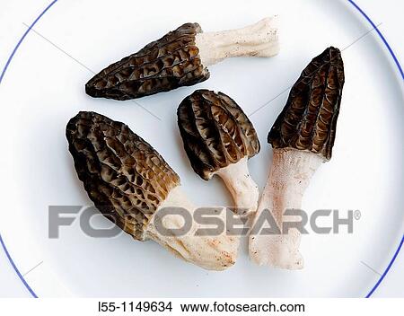 Morchella conica View Large Photo Image Picture - Morchella conica. Fotosearch