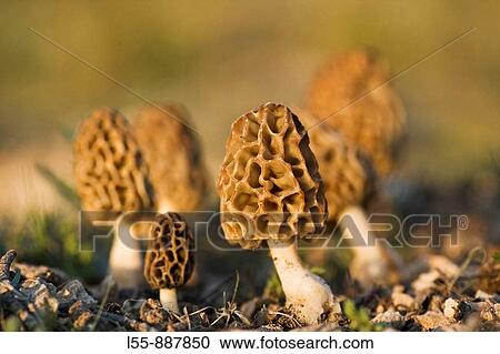 Morchella rotunda var palida View Large Photo Image Stock Image - Morchella rotunda var palida. Fotosearch