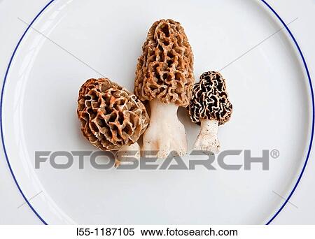 Morchella vulgaris View Large Photo Image Stock Photography - Morchella vulgaris. Fotosearch