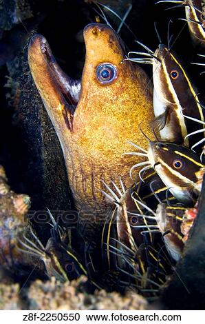 Stock Image - Morey Eel share hole with Coral Catfish, Hairball Divesite, Lembeh Strait, North Sulawesi.. Fotosearch