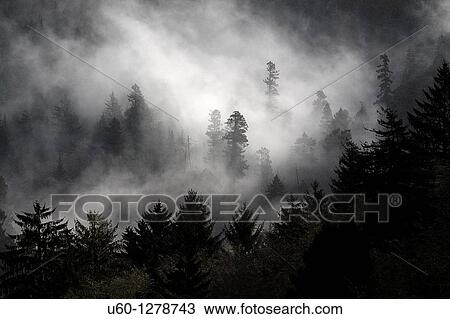 Morning fog enshrouds a pine tree forest along the Pacific Ocean in Oregon, United States View Large Photo Image Stock Image - Morning fog enshrouds a pine tree forest along the Pacific Ocean in Oregon, United States. Fotosearch