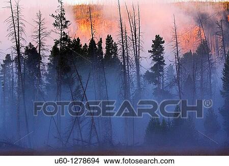 Picture - Morning fog envelopes a stand of lodgepole pines at Yellowstone National Park, Wyoming. Fotosearch
