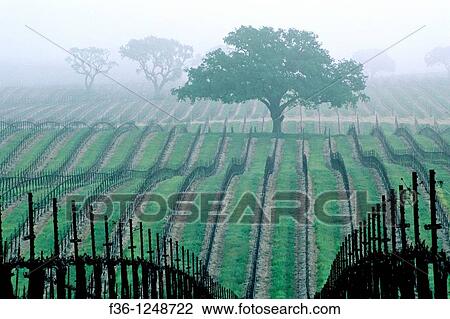 Morning fog over vineyard rows and oak tree in spring, Union Road, Paso Robles San Luis Obispo County, California View Large Photo Image Stock Image - Morning fog over vineyard rows and oak tree in spring, Union Road, Paso Robles San Luis Obispo County, California. Fotosearch