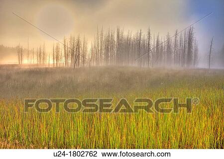 Morning Fog South of Fountain Flat Drive, Yellowstone National Park, Wyoming, USA View Large Photo Image Stock Image - Morning Fog South of Fountain Flat Drive, Yellowstone National Park, Wyoming, USA. Fotosearch