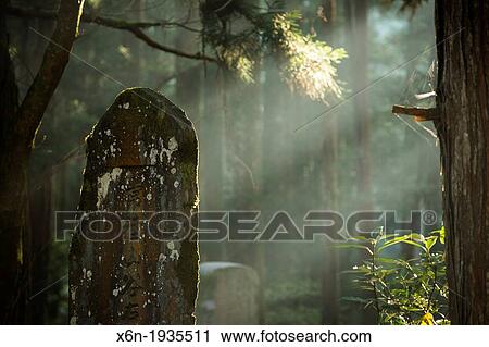 Morning light at Okunoin graveyard. Koyasan, Japan View Large Photo Image Stock Image - Morning light at Okunoin graveyard. Koyasan, Japan. Fotosearch