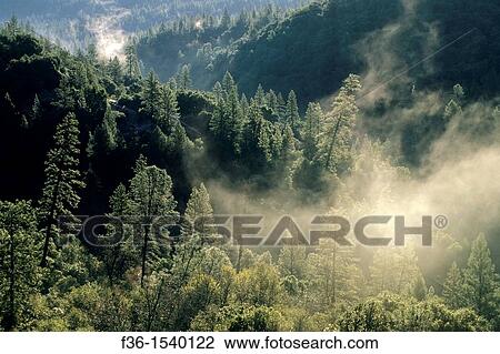 Morning mist rising over pine forest along the North Fork of the Consumes River, El Dorado County, California View Large Photo Image Stock Image - Morning mist rising over pine forest along the North Fork of the Consumes River, El Dorado County, California. Fotosearch