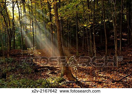 Morning sunlight filters through the trees along Nine Mile Creek in Bloomington, MN. View Large Photo Image Stock Image - Morning sunlight filters through the trees along Nine Mile Creek in Bloomington, MN.. Fotosearch
