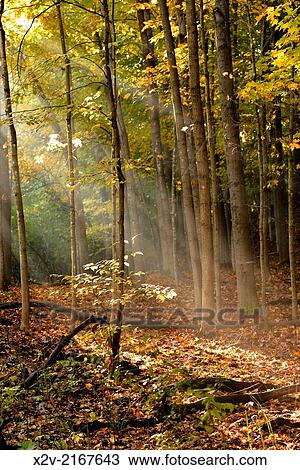 Morning sunlight filters through the trees along Nine Mile Creek in Bloomington, MN. View Large Photo Image Stock Image - Morning sunlight filters through the trees along Nine Mile Creek in Bloomington, MN.. Fotosearch