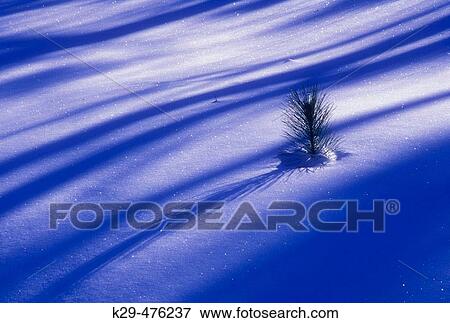 Morning tree shadows on fresh snow with protruding red pine, winter patterns. Lively, ON, Canada View Large Photo Image Stock Photo - Morning tree shadows on fresh snow with protruding red pine, winter patterns. Lively, ON, Canada. Fotosearch