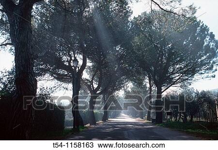 Morninglight in the Trees of a alley in Southfrance View Large Photo Image Stock Image - Morninglight in the Trees of a alley in Southfrance. Fotosearch