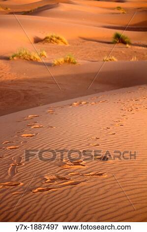 Morocco, Sahara, Erg Chebbi, Dune, Steps View Large Photo Image Stock Photo - Morocco, Sahara, Erg Chebbi, Dune, Steps. Fotosearch