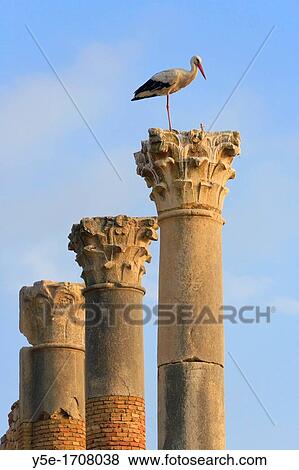 Morocco, Volubilis Archeological Site, Roman Ruins View Large Photo Image Stock Photo - Morocco, Volubilis Archeological Site, Roman Ruins. Fotosearch