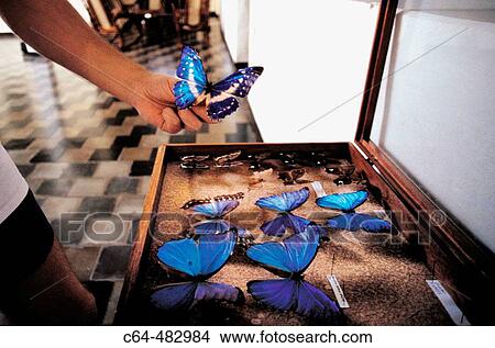 Morpho butterfly (Morpho sp). Doctor Maes collection. Nicaragua View Large Photo Image Picture - Morpho butterfly (Morpho sp). Doctor Maes collection. Nicaragua. Fotosearch