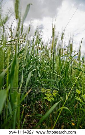 Stock Photo - Mos spring Aragon Spain. Fotosearch