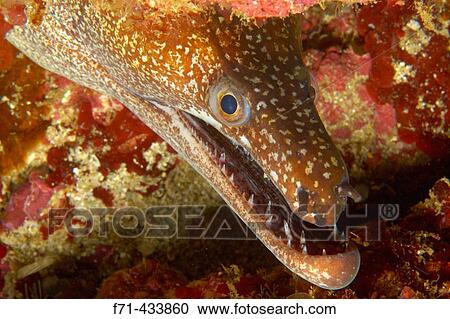 Mosaic moray eel (Enchelycore ramosa). Poor Knights Islands, New Zealand. South Pacific Ocean. View Large Photo Image Stock Image - Mosaic moray eel (Enchelycore ramosa). Poor Knights Islands, New Zealand. South Pacific Ocean.. Fotosearch