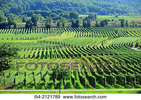 Mosel River Valley Germany Europe Vineyards Wineries Cruise DE. View Large Photo Image Stock Photo - Mosel River Valley Germany Europe Vineyards Wineries Cruise DE.. Fotosearch