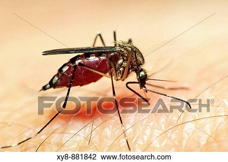 Stock Image - Mosquito-biting-1. Fotosearch