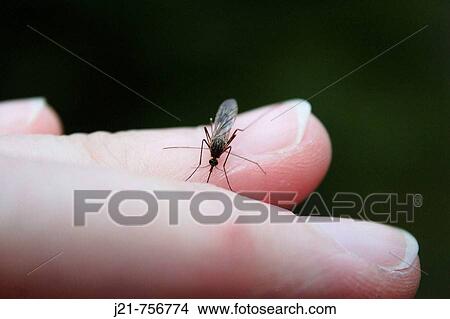 Picture - Mosquito biting in a finger V? sternorrland, Sweden. Fotosearch