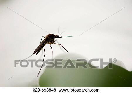 Stock Photo - Mosquito resting on trillium flower. Manitoulin Island, Ontario, Canada. Fotosearch