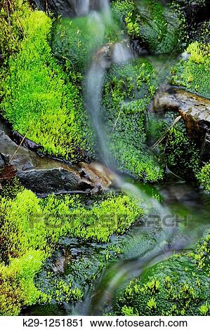 Moss beds lining streambed. Ontario. Canada. View Large Photo Image Stock Image - Moss beds lining streambed. Ontario. Canada.. Fotosearch