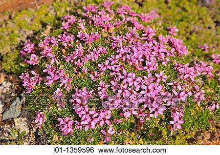 Stock Photograph - Moss Campion (Silene acaulis). Fotosearch