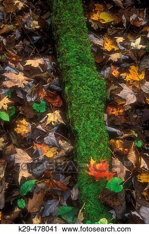 Moss colony on log on woodland floor. Great Smoky Mountains NP, Tennessee. USA. View Large Photo Image Stock Image - Moss colony on log on woodland floor. Great Smoky Mountains NP, Tennessee. USA.. Fotosearch