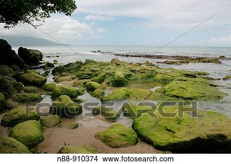 Moss covered rocks on Caribe beach, Caruao, Vargas Coast, Venezuela View Large Photo Image Picture - Moss covered rocks on Caribe beach, Caruao, Vargas Coast, Venezuela. Fotosearch