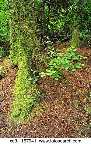 moss-covered tree root structure, Pacific Spirit Park, University of British Columbia, Vancouver, British Columbia, Canada View Large Photo Image Stock Image - moss-covered tree root structure, Pacific Spirit Park, University of British Columbia, Vancouver, British Columbia, Canada. Fotosearch