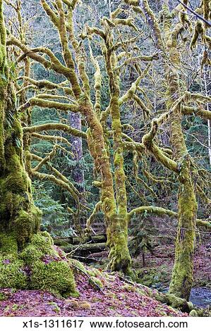 Moss covered trees and grounds in a temperate rainforest View Large Photo Image Stock Photo - Moss covered trees and grounds in a temperate rainforest. Fotosearch