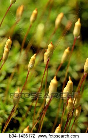 Moss, sporophytes. Osseja, Languedoc-Roussillon, Pyrenees Orientales, France View Large Photo Image Stock Image - Moss, sporophytes. Osseja, Languedoc-Roussillon, Pyrenees Orientales, France. Fotosearch