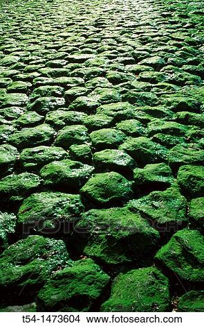 Mossy rocks by the sea in the backlight View Large Photo Image Picture - Mossy rocks by the sea in the backlight. Fotosearch