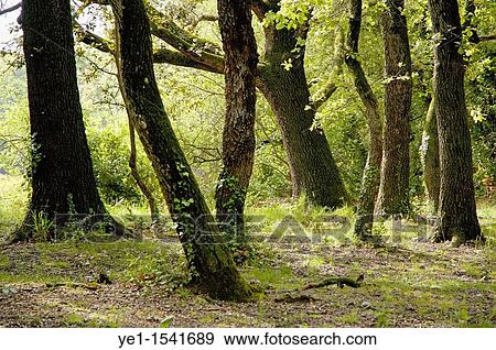 Stock Photo - Mossy trees in a late afternoon forest, Ard? che, France. Fotosearch