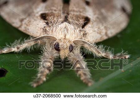 Moth. Image taken at Kampung Skudup, Sarawak, Malaysia View Large Photo Image Stock Image - Moth. Image taken at Kampung Skudup, Sarawak, Malaysia. Fotosearch