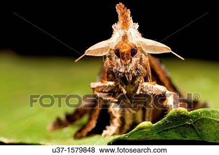 Stock Photo - Moth mating. Fotosearch