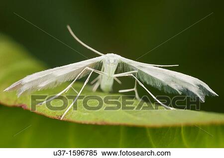 Stock Photography - Moth. Fotosearch