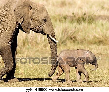 Mother and Baby African Elephant - Masai Mara National Reserve, Kenya View Large Photo Image Stock Image - Mother and Baby African Elephant - Masai Mara National Reserve, Kenya. Fotosearch