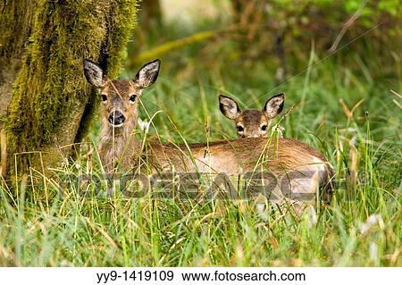 Mother and baby Black-tailed Deer - Cape Disappointment State Park, Washington View Large Photo Image Stock Photo - Mother and baby Black-tailed Deer - Cape Disappointment State Park, Washington. Fotosearch