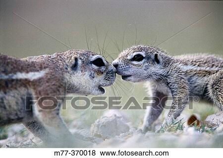 Mother and baby ground squirrel (Xerus inauris). Etosha National Park. Namibia View Large Photo Image Stock Photo - Mother and baby ground squirrel (Xerus inauris). Etosha National Park. Namibia. Fotosearch