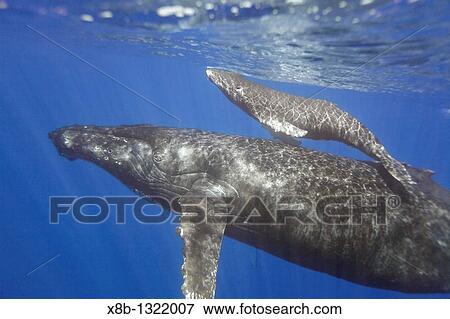 Mother and calf humpback whale Megaptera novaeangliae approaching the boat underwater in the AuAu Channel separating Maui from Lanai, Hawaii Pacific Ocean View Large Photo Image Stock Photo - Mother and calf humpback whale Megaptera novaeangliae approaching the boat underwater in the AuAu Channel separating Maui from Lanai, Hawaii Pacific Ocean. Fotosearch