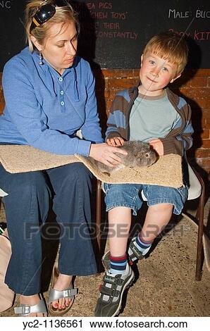 Stock Image - Mother and son with a Guinea pig at Easton Farm Park in Easton, Woodbridge, Suffolk, England, Great Britain, Uk. Fotosearch