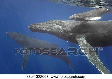 Mother, calf, and escort humpback whale Megaptera novaeangliae approaching the boat underwater in the AuAu Channel separating Maui from Lanai, Hawaii Pacific Ocean View Large Photo Image Stock Photo - Mother, calf, and escort humpback whale Megaptera novaeangliae approaching the boat underwater in the AuAu Channel separating Maui from Lanai, Hawaii Pacific Ocean. Fotosearch