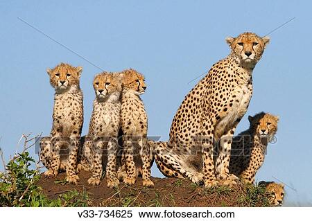 Mother cheetah and 5 cubs on a termite mound in the Masai Mara, Kenya View Large Photo Image Stock Photography - Mother cheetah and 5 cubs on a termite mound in the Masai Mara, Kenya. Fotosearch