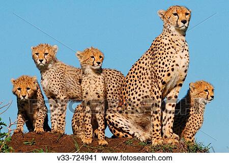 Mother cheetah and cubs on a termite mound in the Masai Mara, Kenya View Large Photo Image Stock Image - Mother cheetah and cubs on a termite mound in the Masai Mara, Kenya. Fotosearch