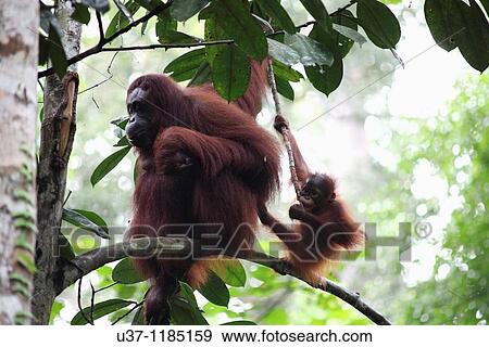 Mother & child orang utans View Large Photo Image Stock Photo - Mother & child orang utans. Fotosearch