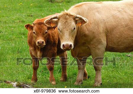 Mother cow with calf, Aubrac breed View Large Photo Image Stock Photograph - Mother cow with calf, Aubrac breed. Fotosearch