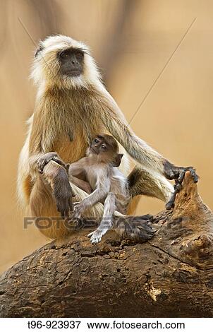 Stock Photo - Mother feeding infant langur. Fotosearch