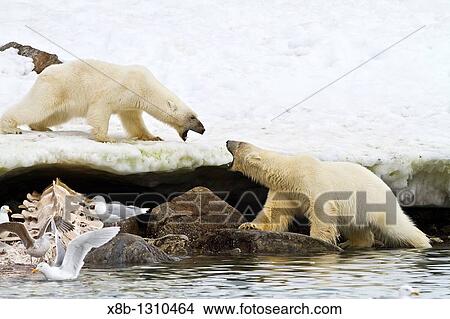 Mother polar bear Ursus maritimus and COY cub-of-year disputing and then allowing a male bear to feed on a fin whale carcass in Holmabukta on the northwest coast of Spitsbergen in the Svalbard Archipelago, Norway View Large Photo Image Picture - Mother polar bear Ursus maritimus and COY cub-of-year disputing and then allowing a male bear to feed on a fin whale carcass in Holmabukta on the northwest coast of Spitsbergen in the Svalbard Archipelago, Norway . Fotosearch